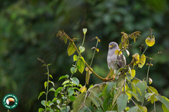 Rupornis magnirostris