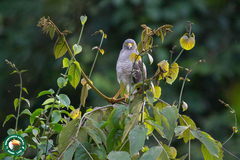 Rupornis magnirostris