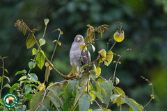 Rupornis magnirostris