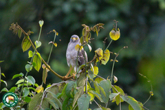 Rupornis magnirostris