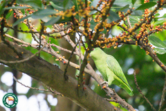 Graydidascalus brachyurus