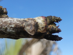 Zanthoxylum clava-herculis image