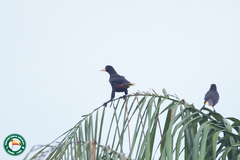 Psarocolius decumanus