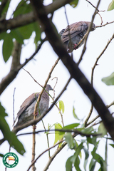 Patagioenas cayennensis