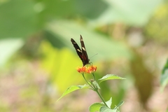 Heliconius ricini insulanus