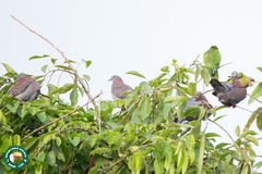 Patagioenas cayennensis