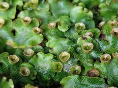 Marchantia inflexa