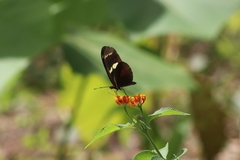 Heliconius ricini insulanus