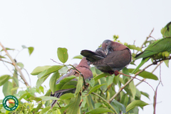 Patagioenas cayennensis