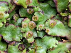 Marchantia inflexa