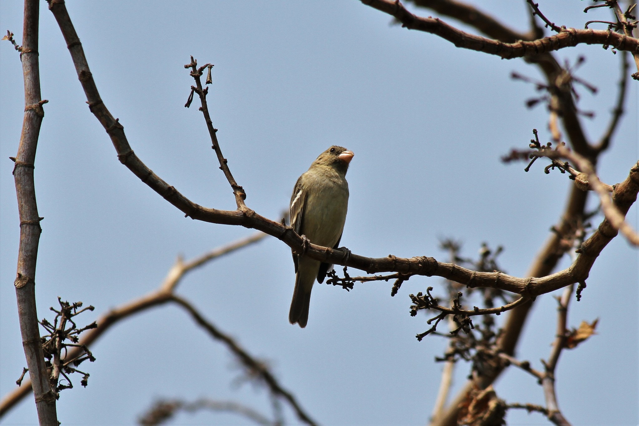 Drab Seedeater (Sporophila simplex), photo 6
