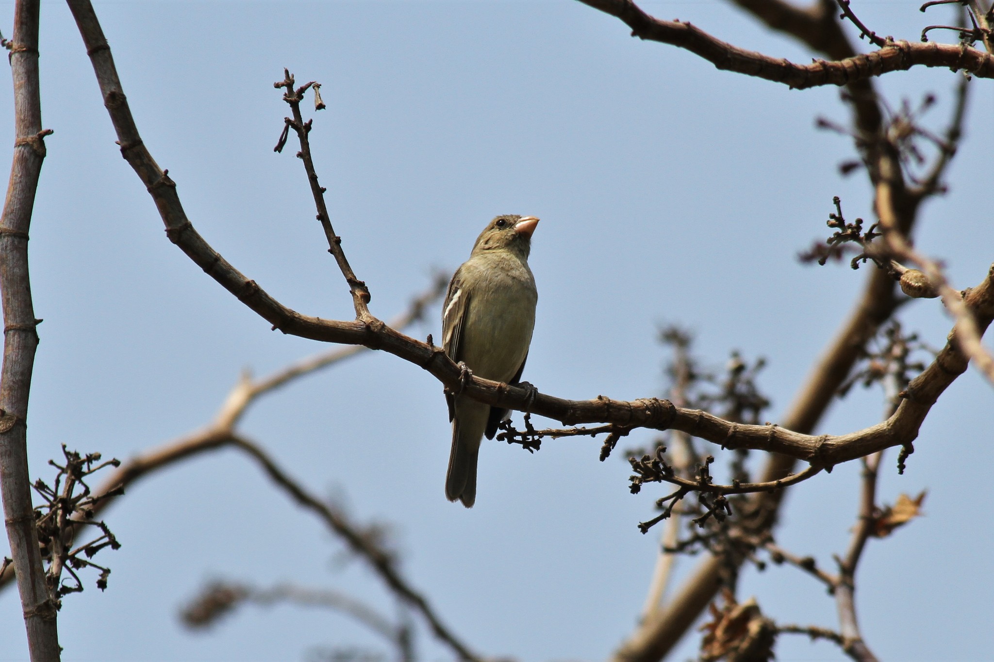 Drab Seedeater (Sporophila simplex), photo 7