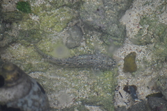 Bathygobius antilliensis