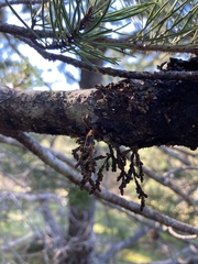 Arceuthobium tsugense contortae