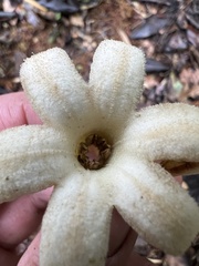 Ladenbergia macrocarpa