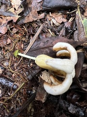 Ladenbergia macrocarpa