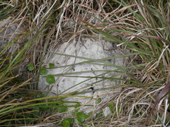 Geomys pinetis image