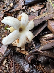Ladenbergia macrocarpa