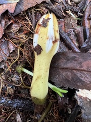 Ladenbergia macrocarpa
