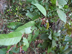 Vismia guianensis