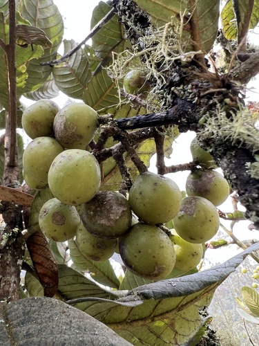 Meliosma frondosa, photograph 1