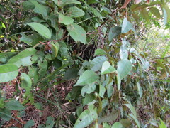 Vismia guianensis
