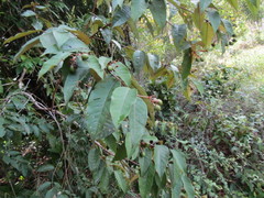Vismia guianensis