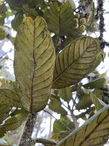 Meliosma frondosa, photograph 2