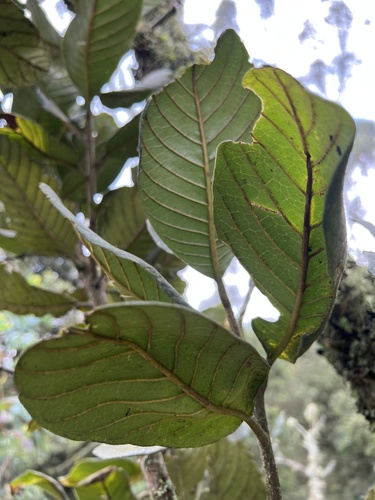 Meliosma frondosa, photograph 4