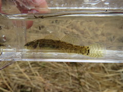 Etheostoma crossopterum
