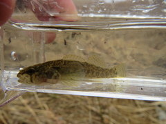 Etheostoma crossopterum