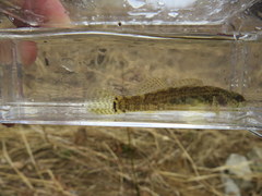 Etheostoma crossopterum