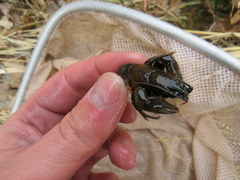 Faxonius margorectus