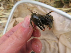 Faxonius margorectus