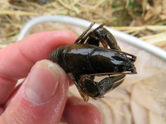 Faxonius margorectus