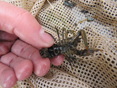 Faxonius margorectus