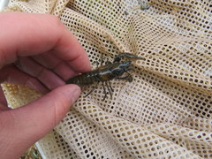 Faxonius margorectus