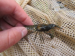 Faxonius margorectus