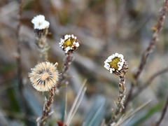 Oritrophium peruvianum