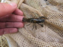 Faxonius margorectus