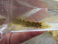 Etheostoma crossopterum