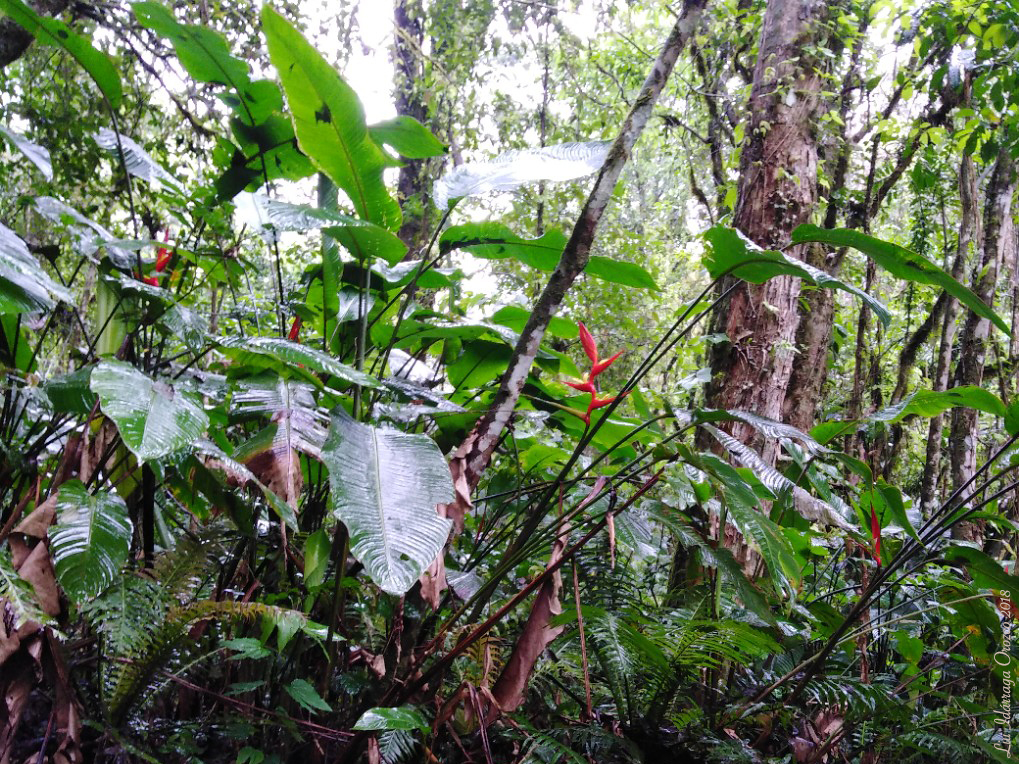 Heliconia farinosa