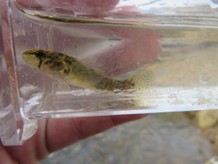 Etheostoma crossopterum