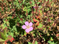 Geranium schultzei