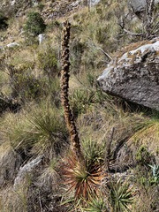 Puya nivalis