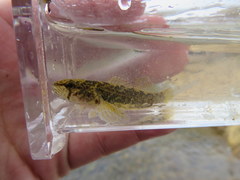 Etheostoma crossopterum