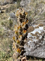 Puya nivalis