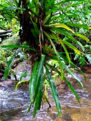 Nidularium innocentii