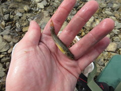 Etheostoma crossopterum