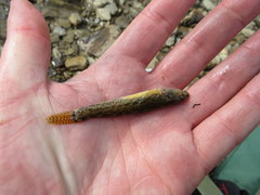 Etheostoma crossopterum